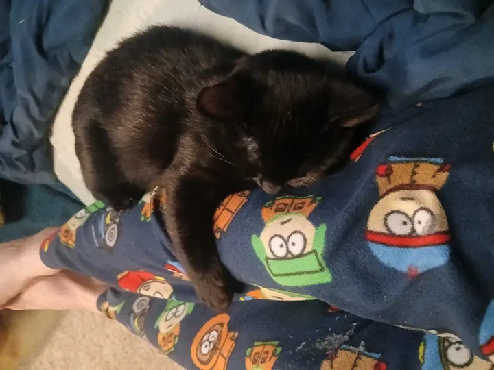Black cat curled up on a blanket