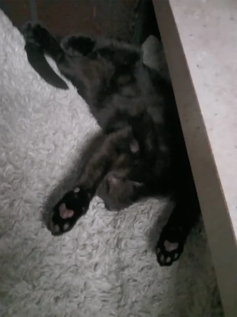 Tri-kitty Nova lounging on a fluffy white bed
