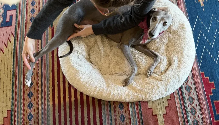 Whippet dog receiving stretching therapy during rehab