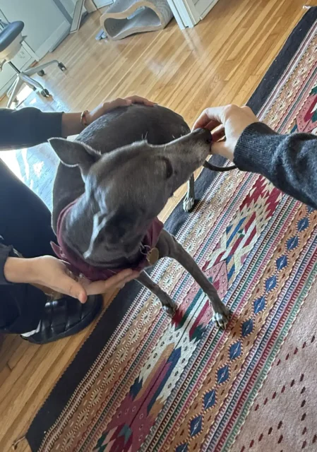 Tripawd Patty practicing balance exercises with treats