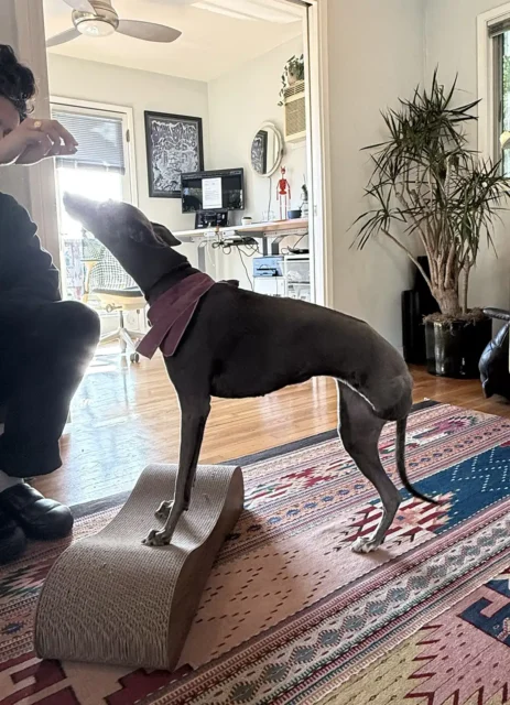 Tripawd Patty practicing step-up exercises during rehab