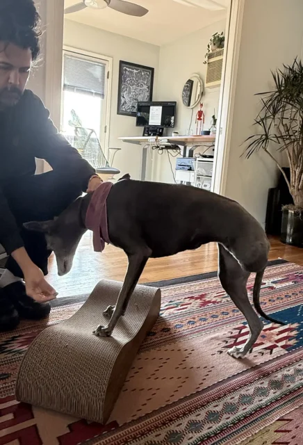 Tripawd Patty working on balance and mobility exercises