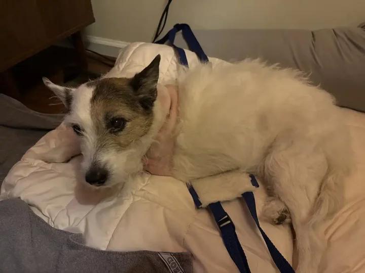Kaiserin Fund Recipient Tripawd Polly resting comfortably on her bed
