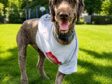 Tripawds Honor Roll Tribute to Finneas the Brave