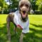 Tripawds Honor Roll Tribute to Finneas the Brave