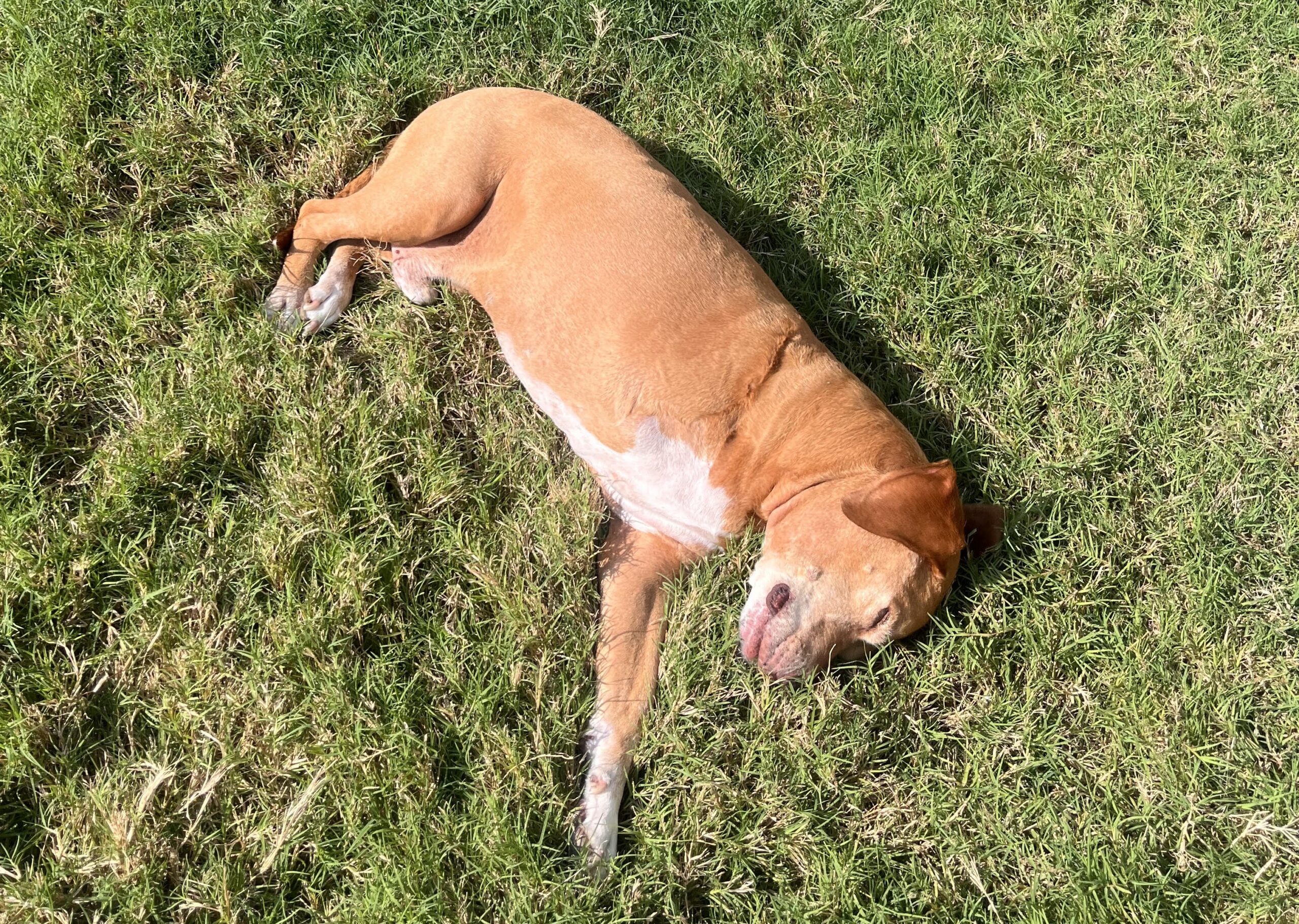 Tripawd Angel Champ