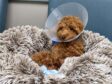 Tripawds Honor Roll Tribute to Tri-puppy Beau