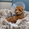 Tripawds Honor Roll Tribute to Tri-puppy Beau